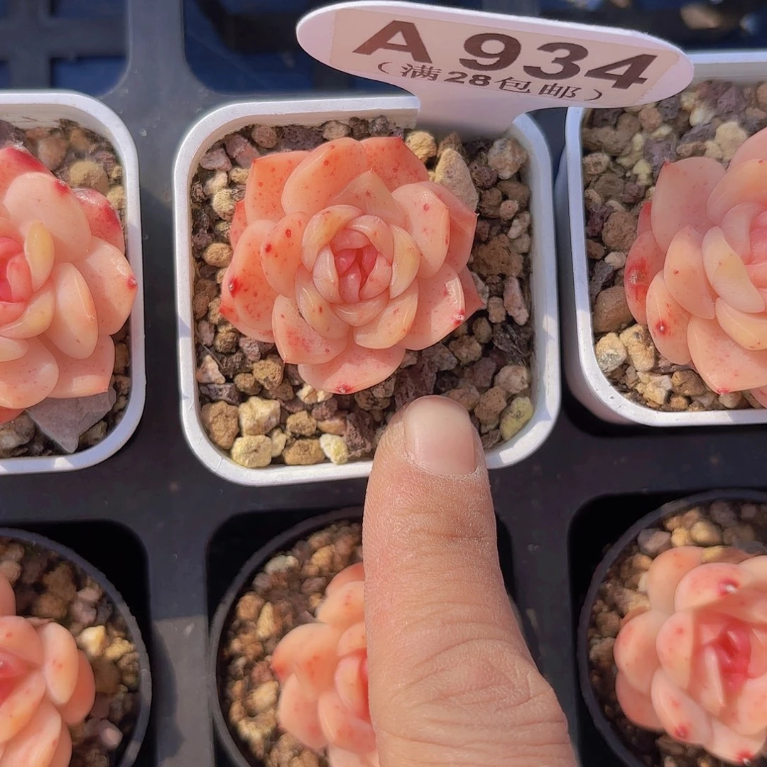 A934孔雀翎一物一拍