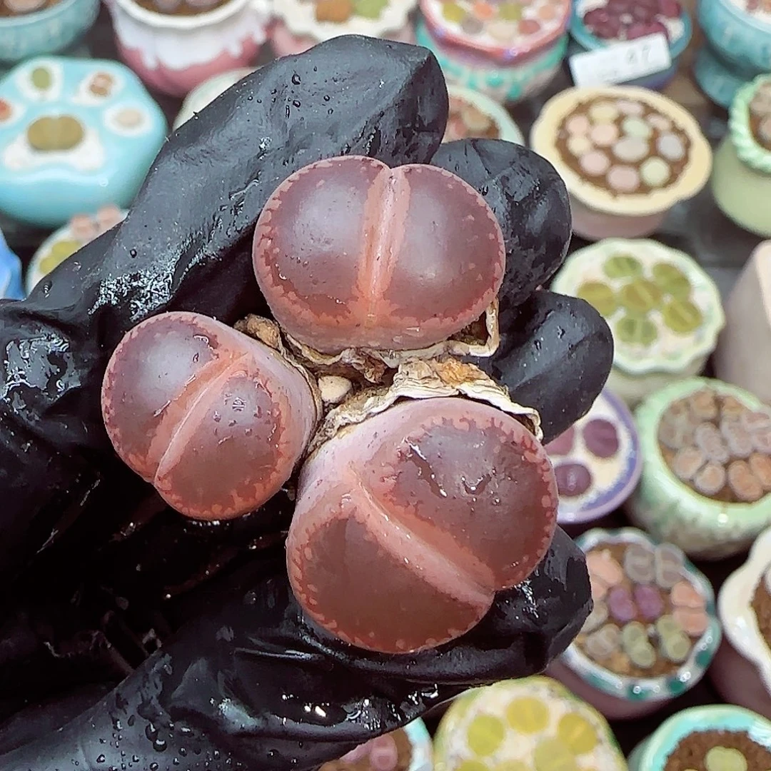 生石花满18包邮1226-62