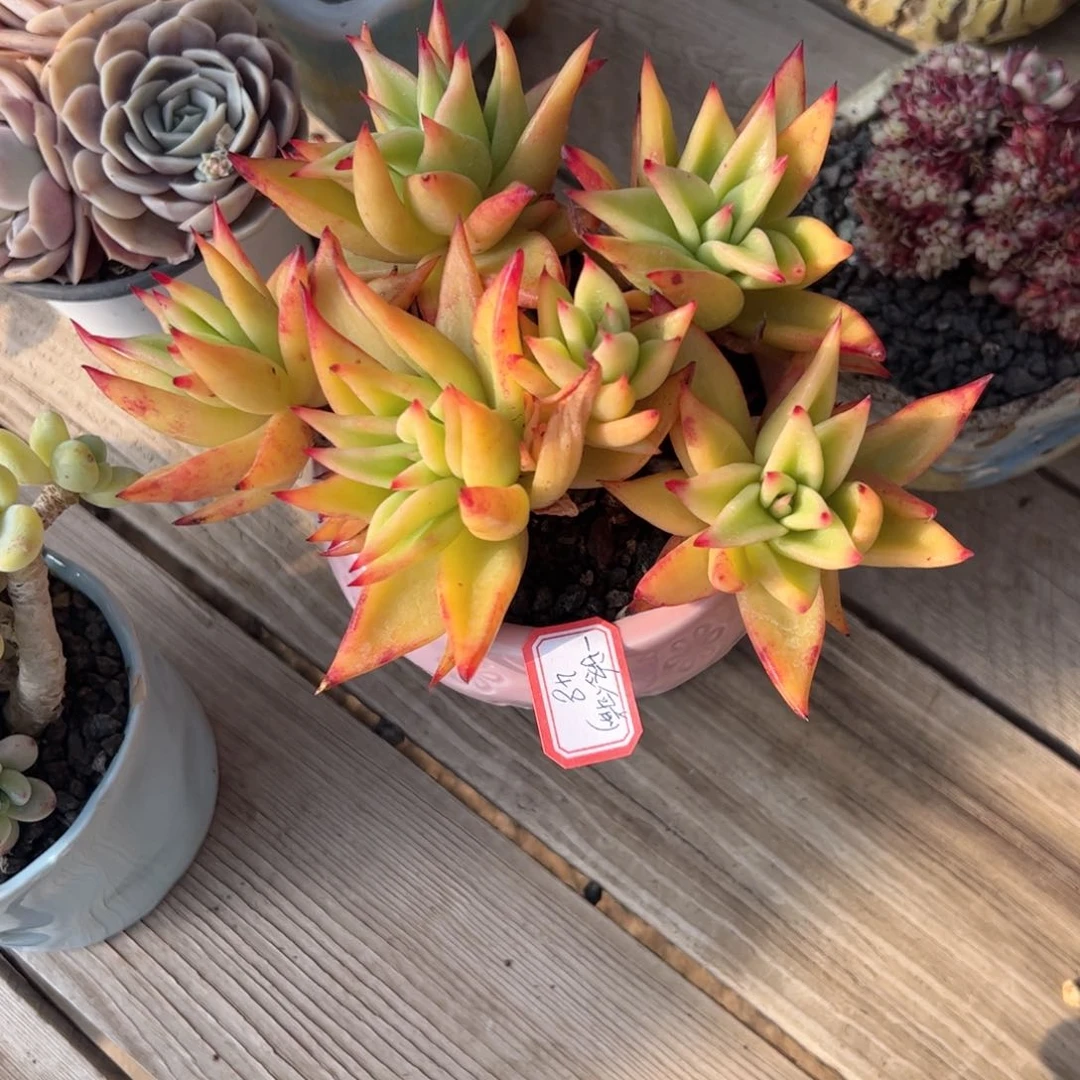 多肉植物多肉植物