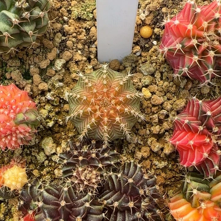 82-0120泰国发货多肉