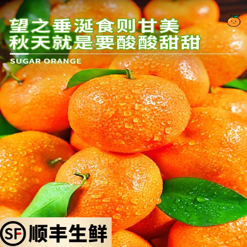 【顺丰上门】金秋沙糖橘桔子现摘现发香甜皮薄多汁孕妇应季水果