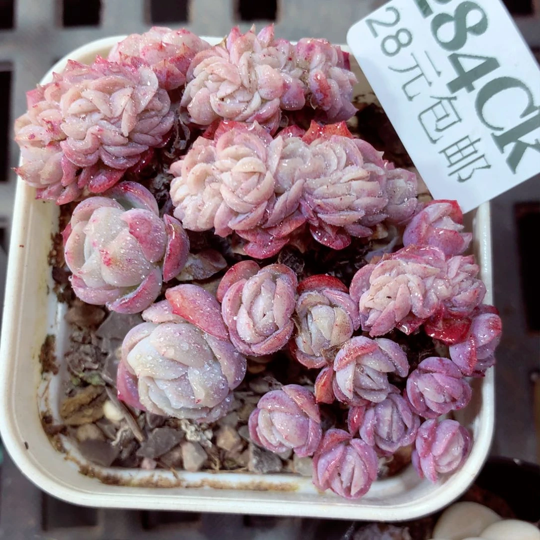 5厘米盆精控多肉284