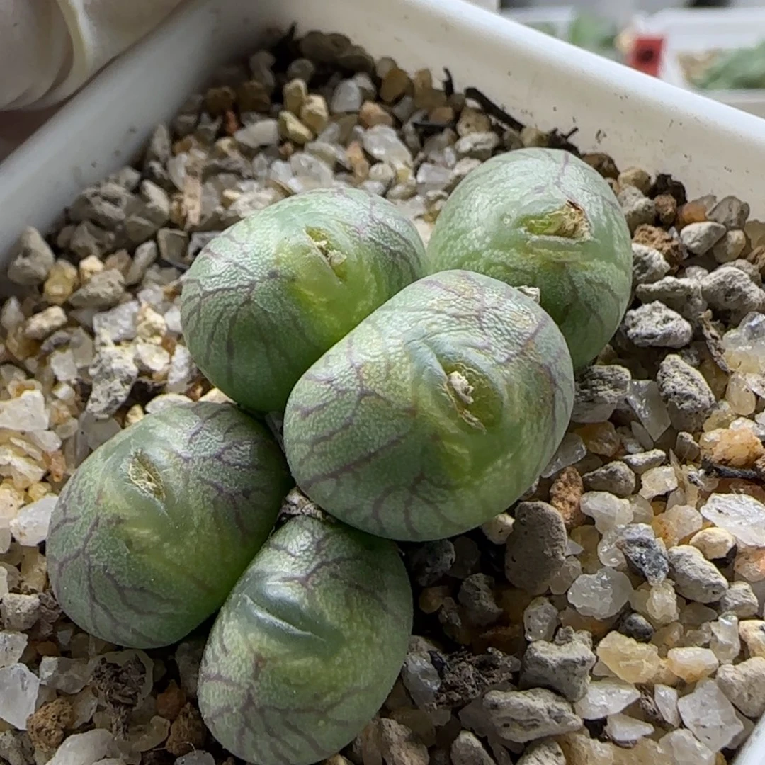 12-23-7-3拍单联系客服延迟发货-嘟嘟嘴送奶工杂交1.5cm脱土