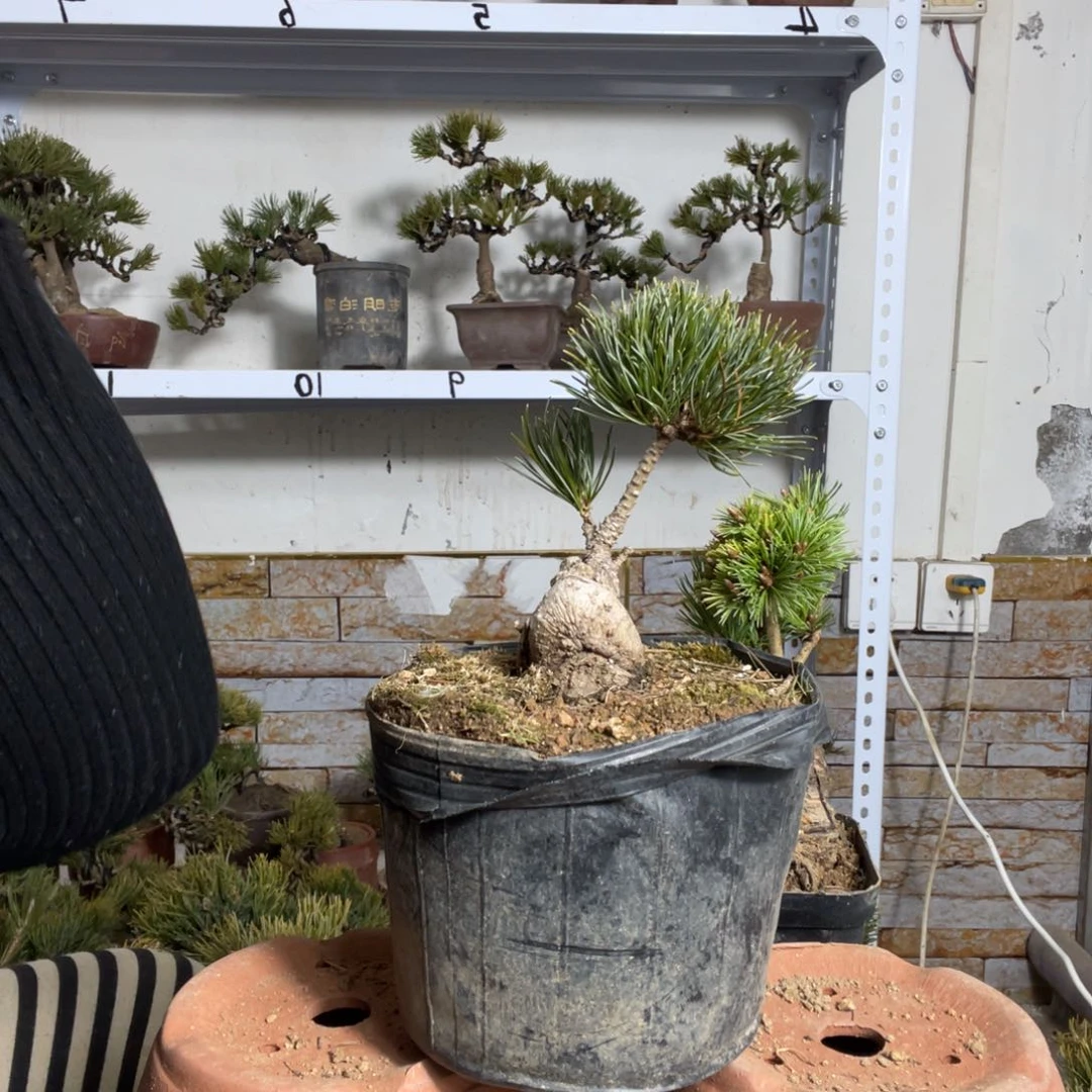 用****1五针松40一颗链接