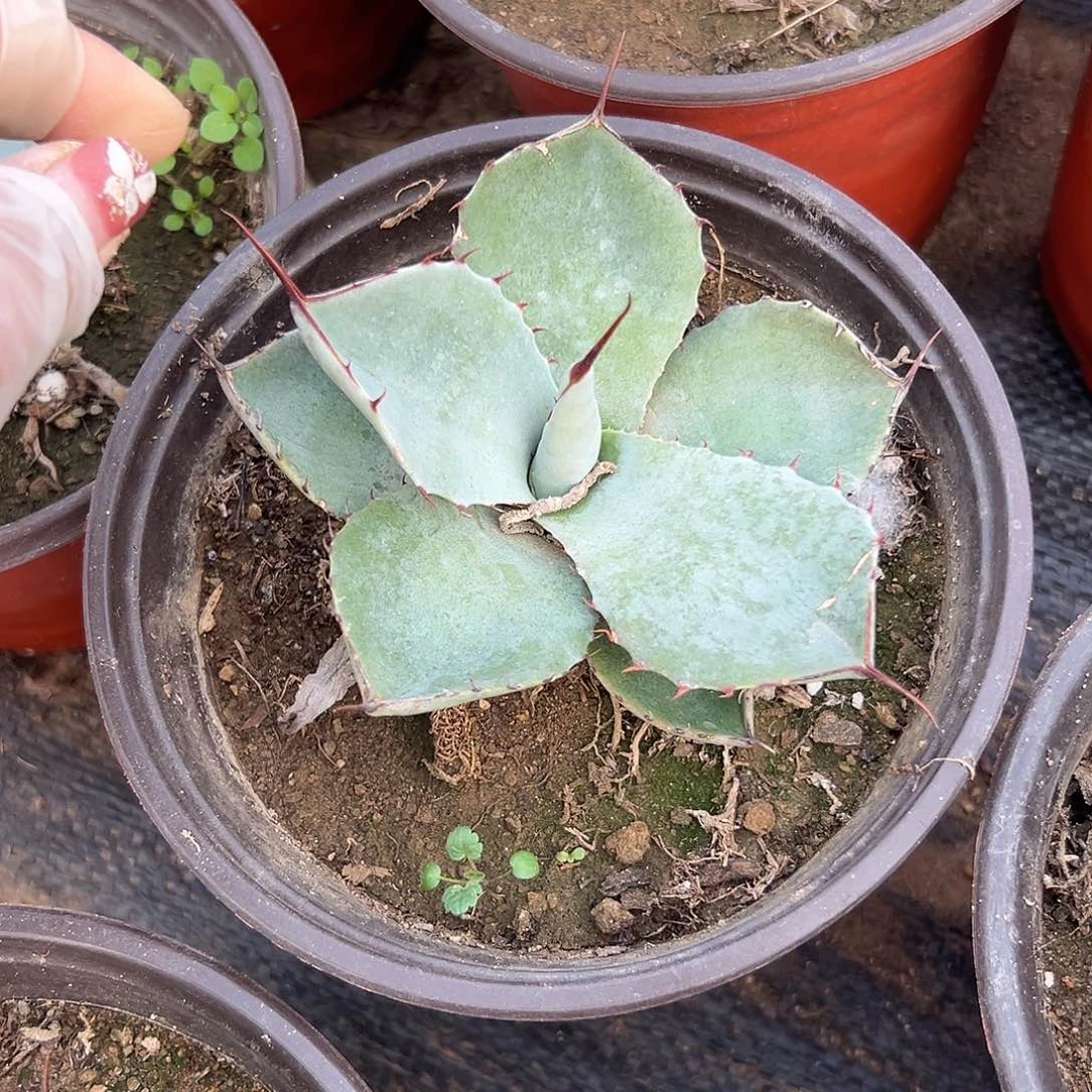 多肉植物圆叶福克斯