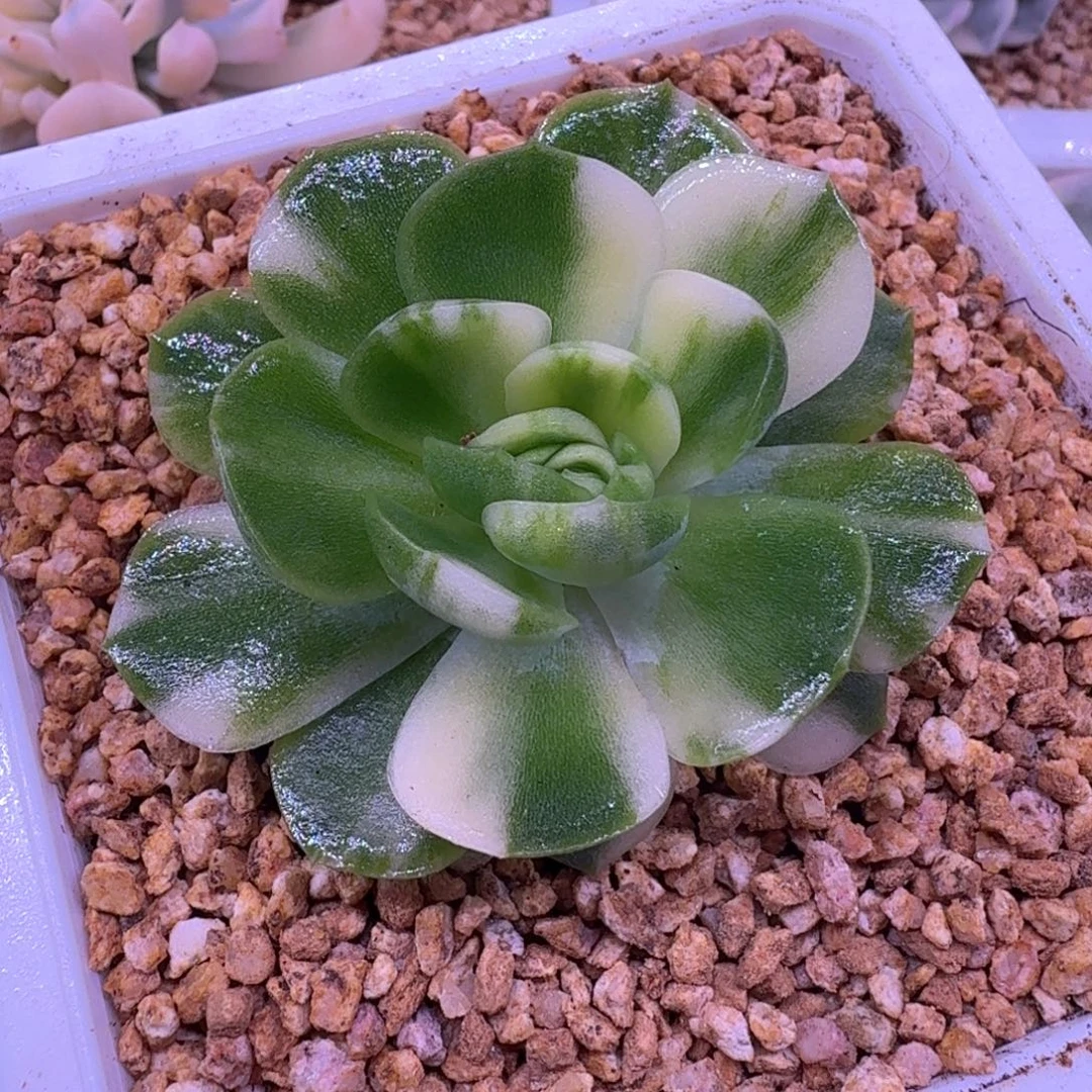 彩虹贝瑞锦 多肉植物