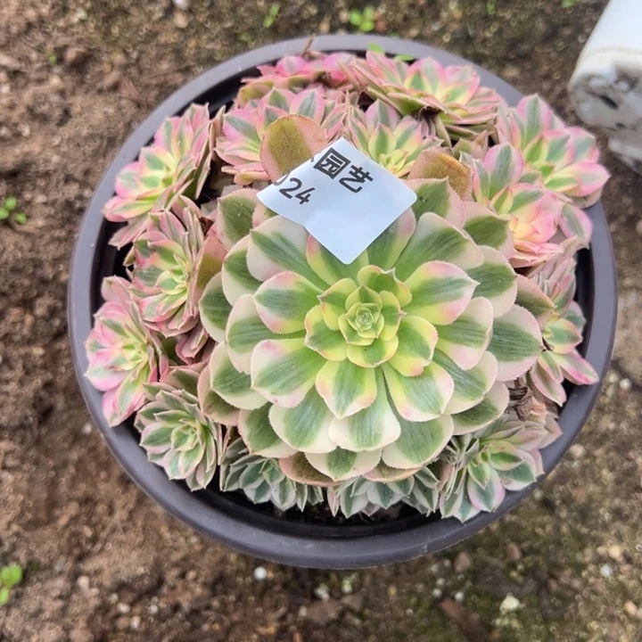 倾城小手捧多肉植物024