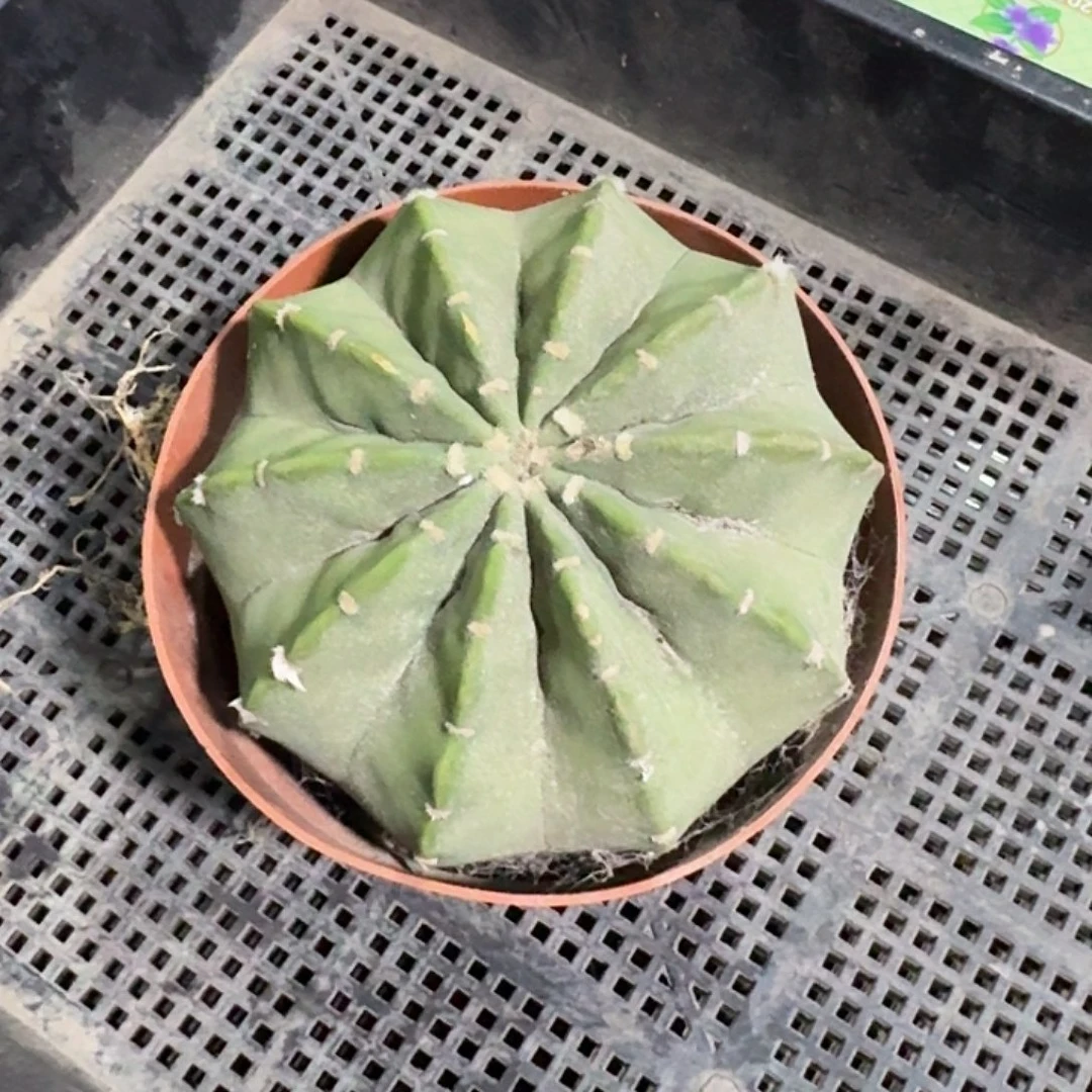 王****短毛丸仙人球一颗