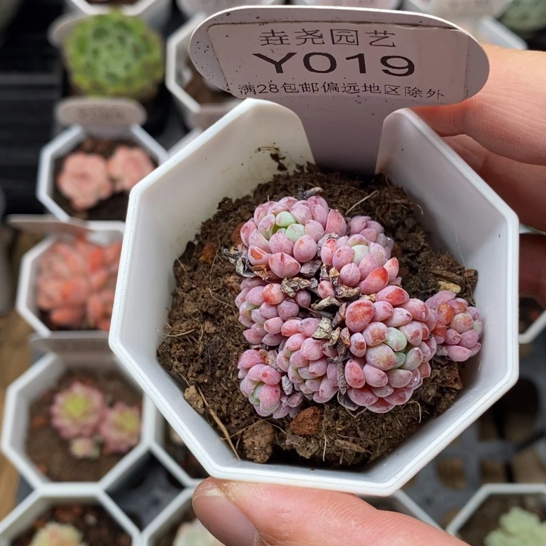 0019 娜娅小精灵 4.5cm