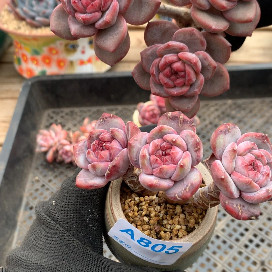 山****石A805 2颗售后范围：签收起7天内，录开箱视频