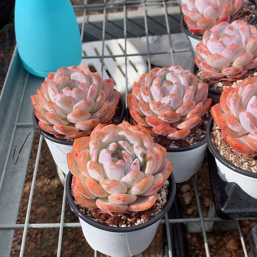 天使橙77444444445555555