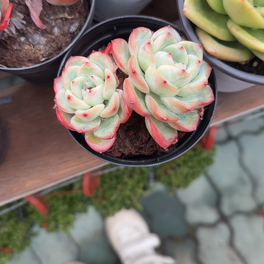 泡芙脱土发货多肉植物