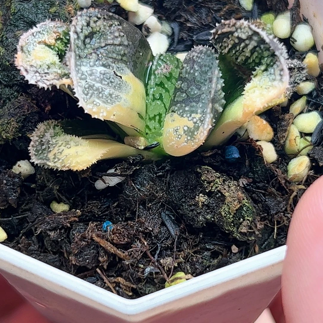 巨大化摩多锦十二卷