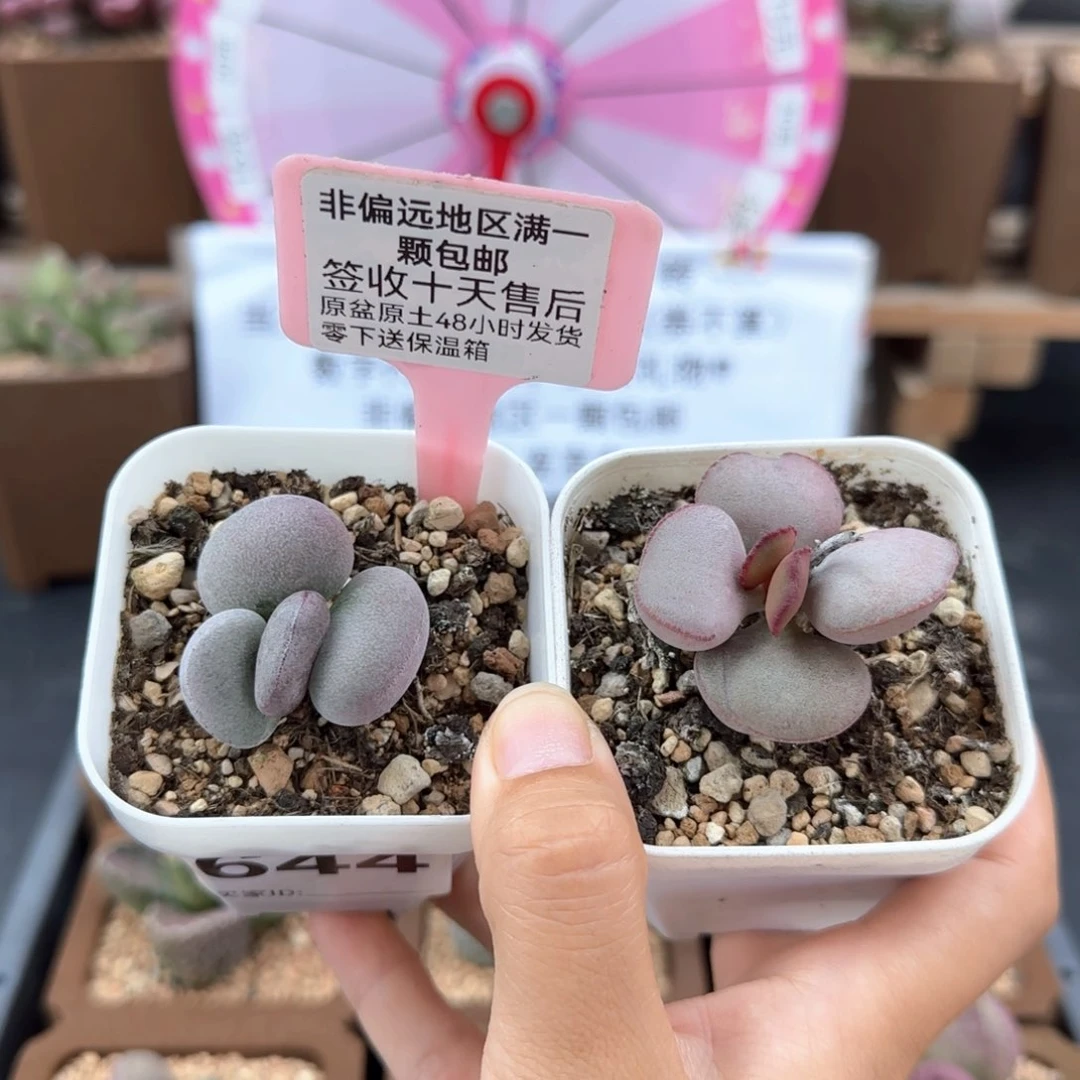 644球球紫蛋白肌红蛋