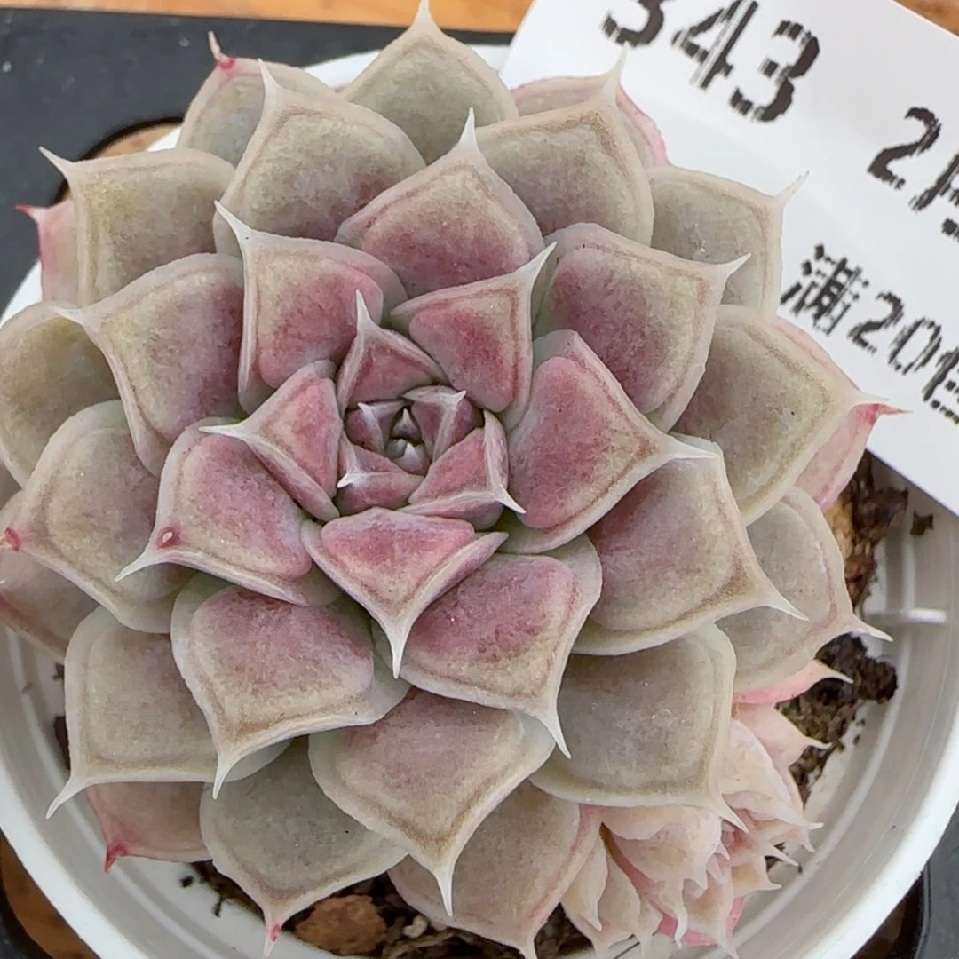 花语逸镜0206-343