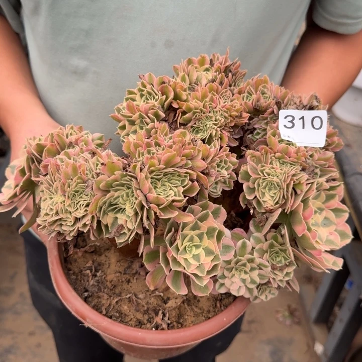 青苹果法师锦自然朵朵缀化310