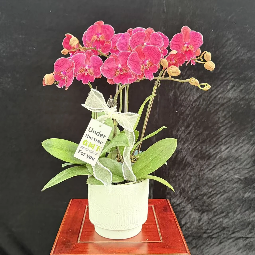 【花木兰】高档蝴蝶兰鲜花盆栽