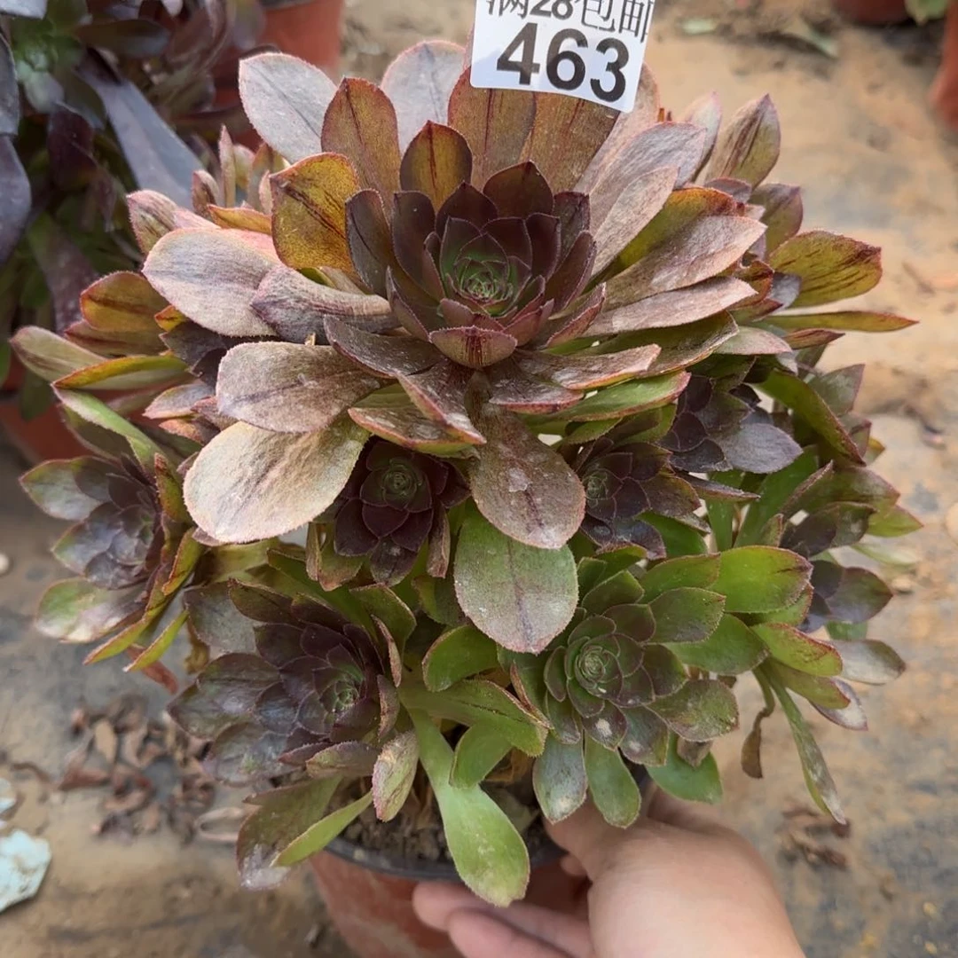 万拉丝多肉463满28包邮断枝不包