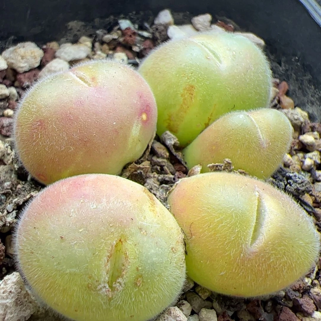 大家过年好22793