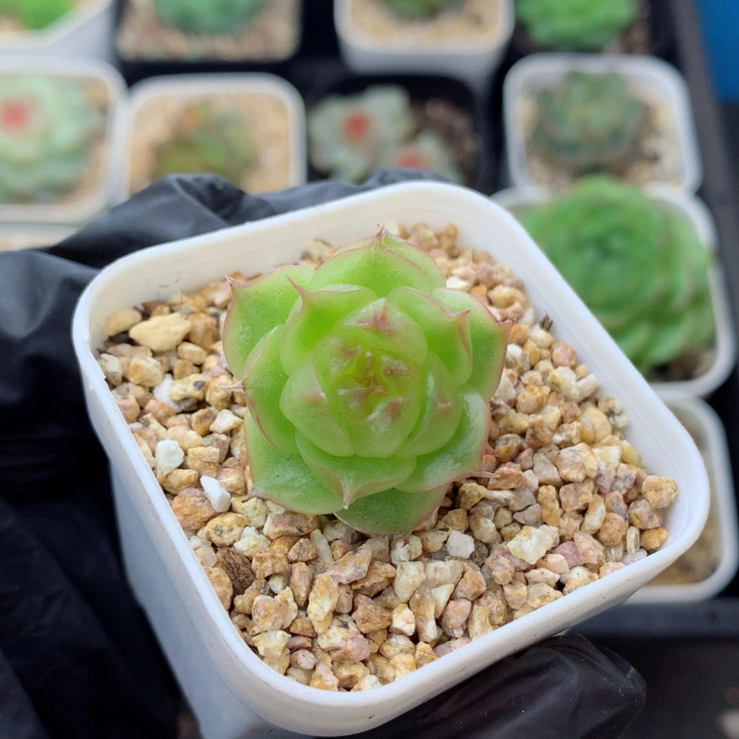 58包邮  群生不包整麦秆128