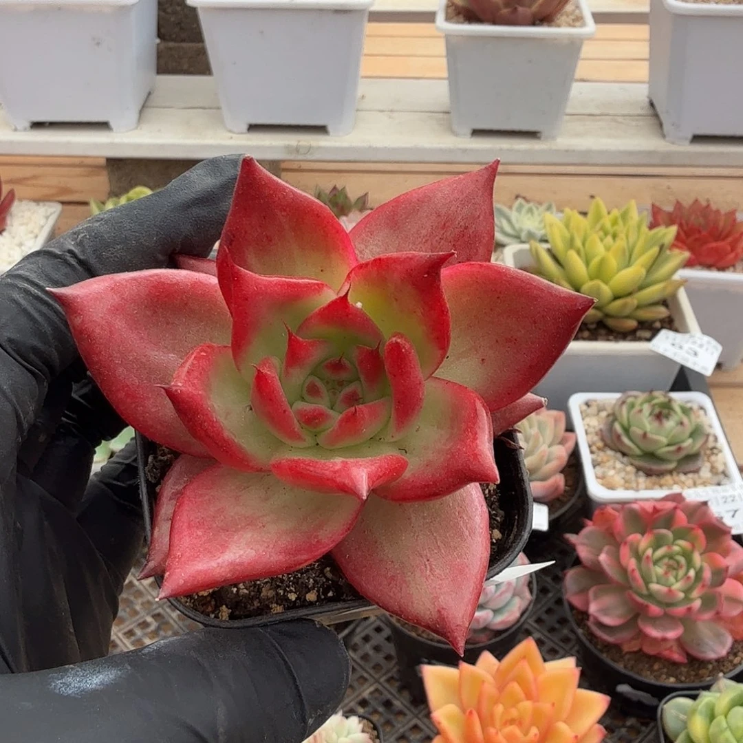 1122-68牛肉丝锦单头