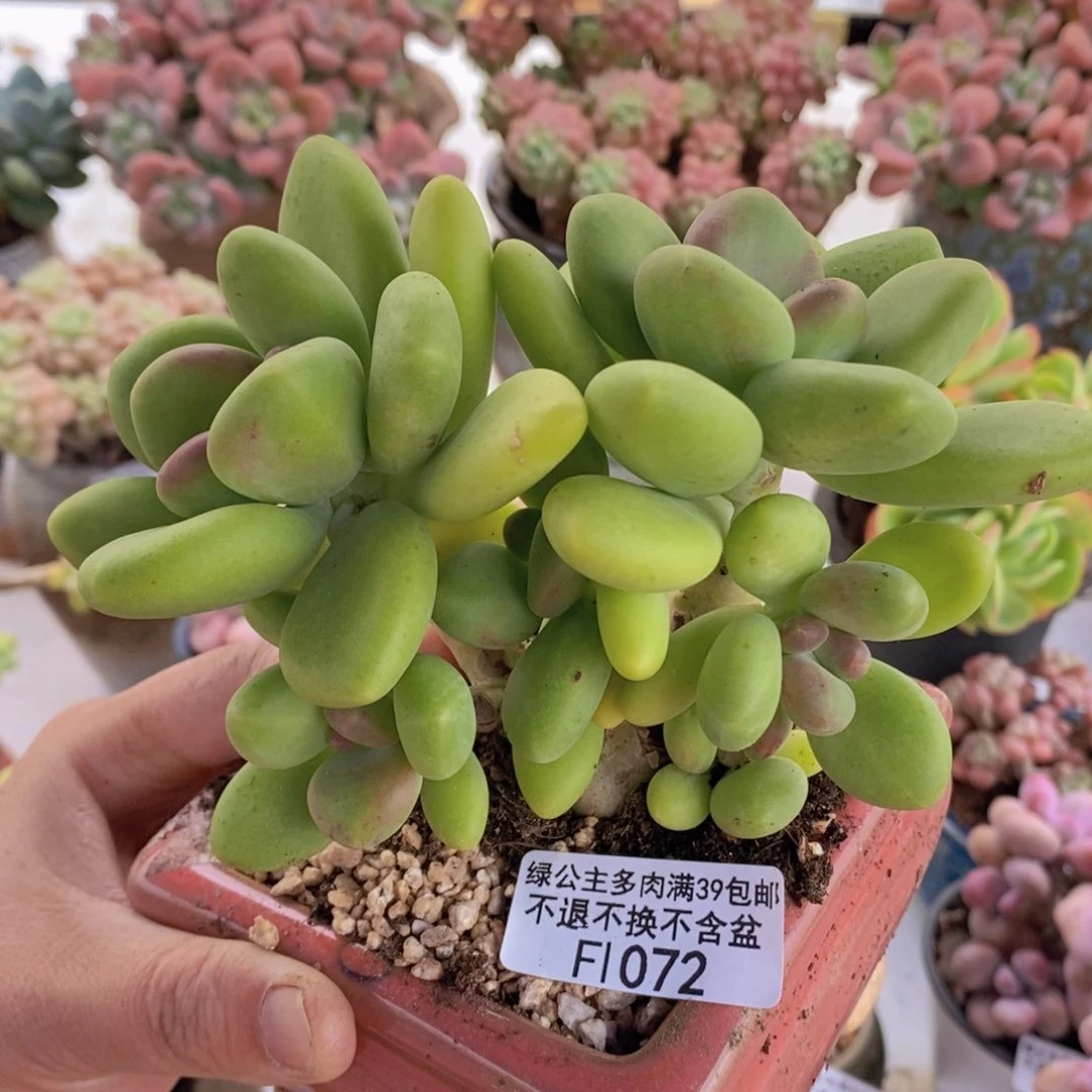 芒果奶12cm1072多肉植物