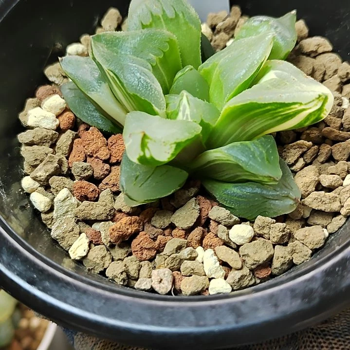 冰城锦 6厘米左右一物一拍带盆