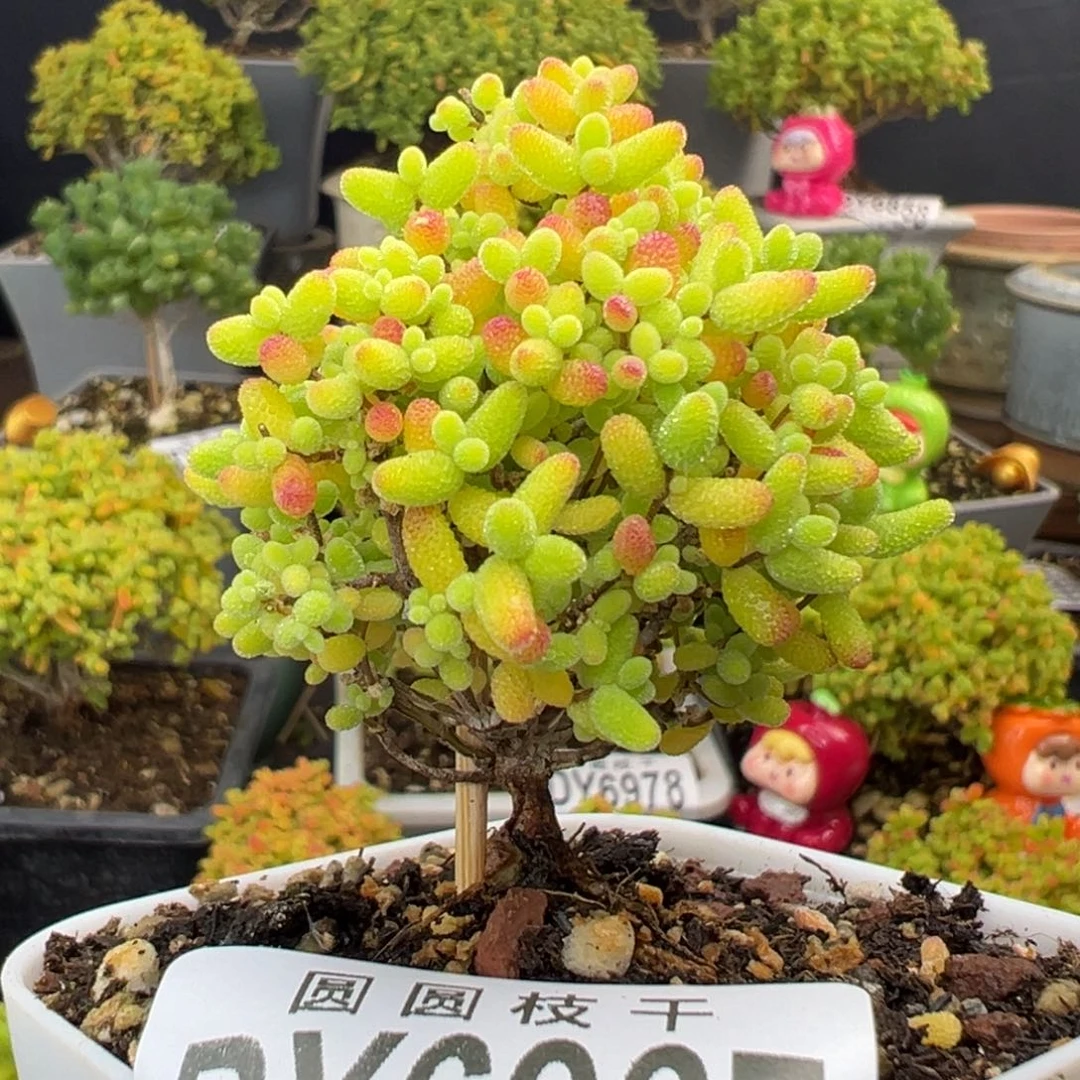 dy6966精控蜜橘糖球冠幅4.5cm