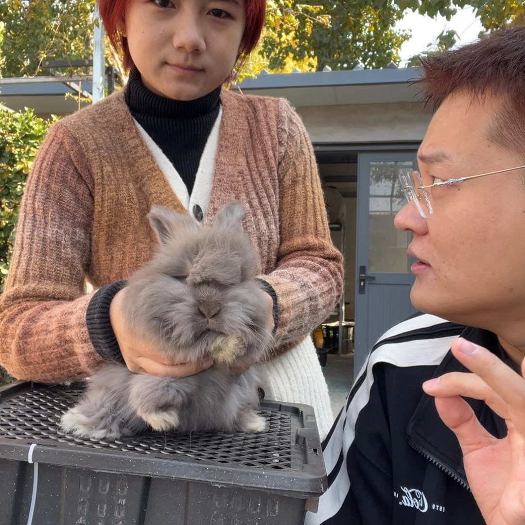 双血统英系安拉兔子