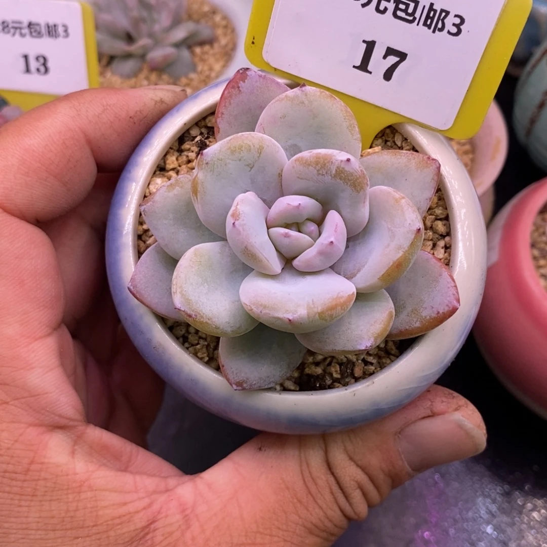 317精控单头奶茶多肉