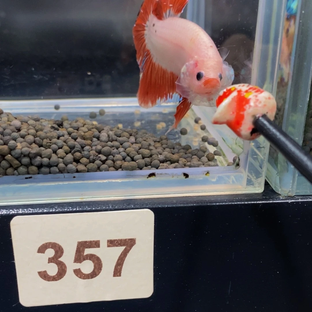 梁***铭斗鱼357巨斗11111
