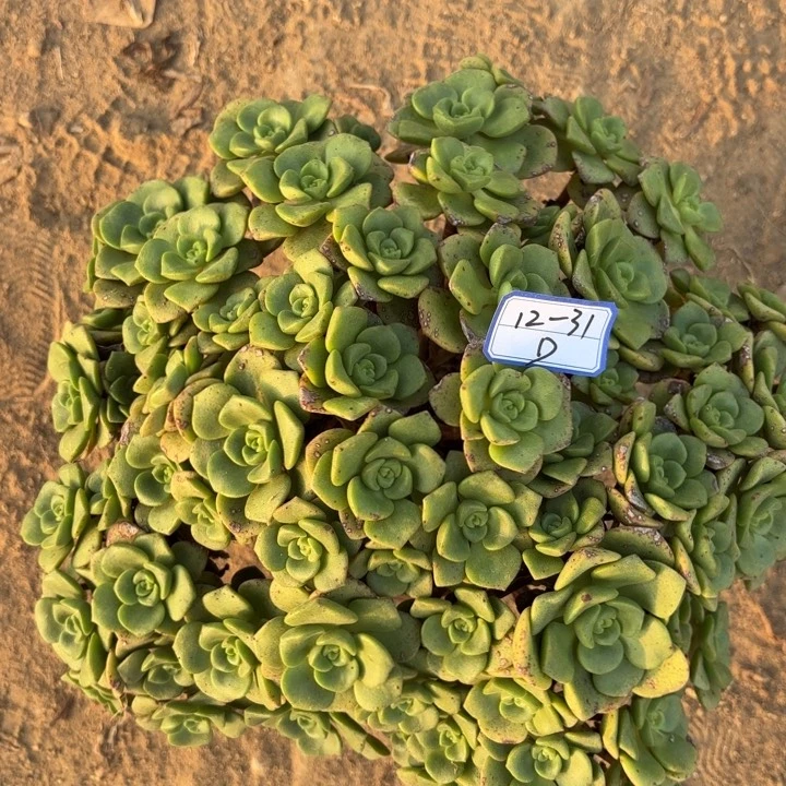 百合丽丽多肉断枝不包31