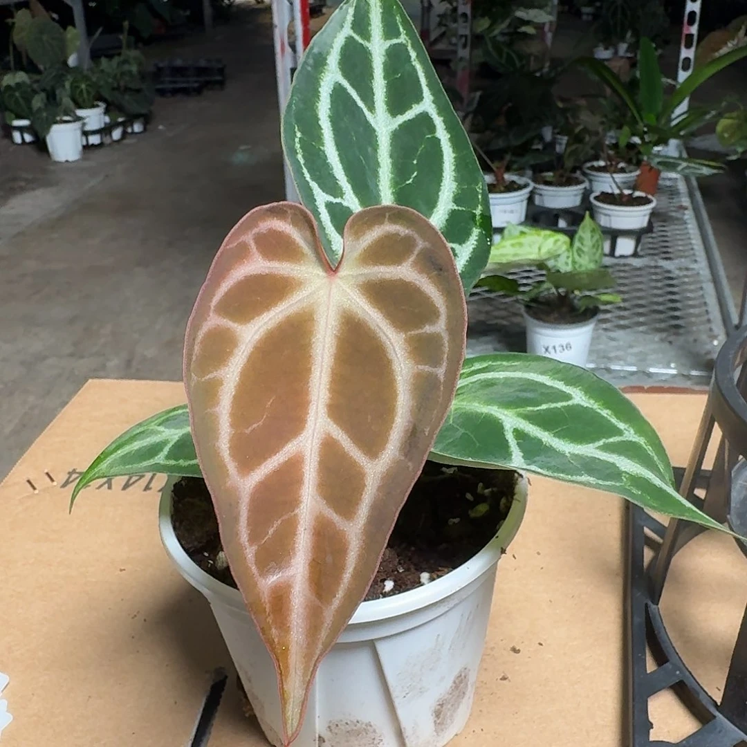 完全开放Y104红水晶杂（微瑕