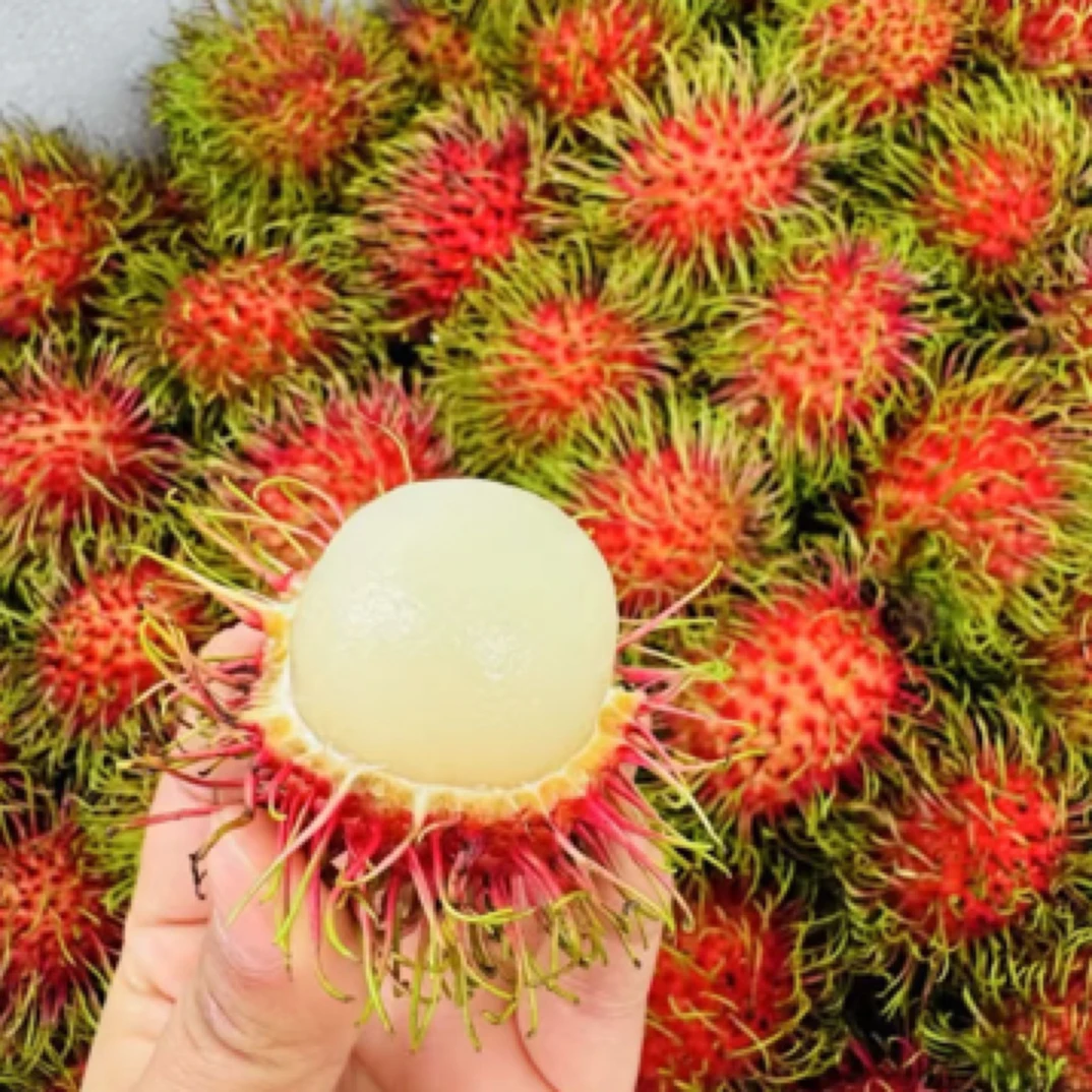 泰国空运红毛丹一斤装