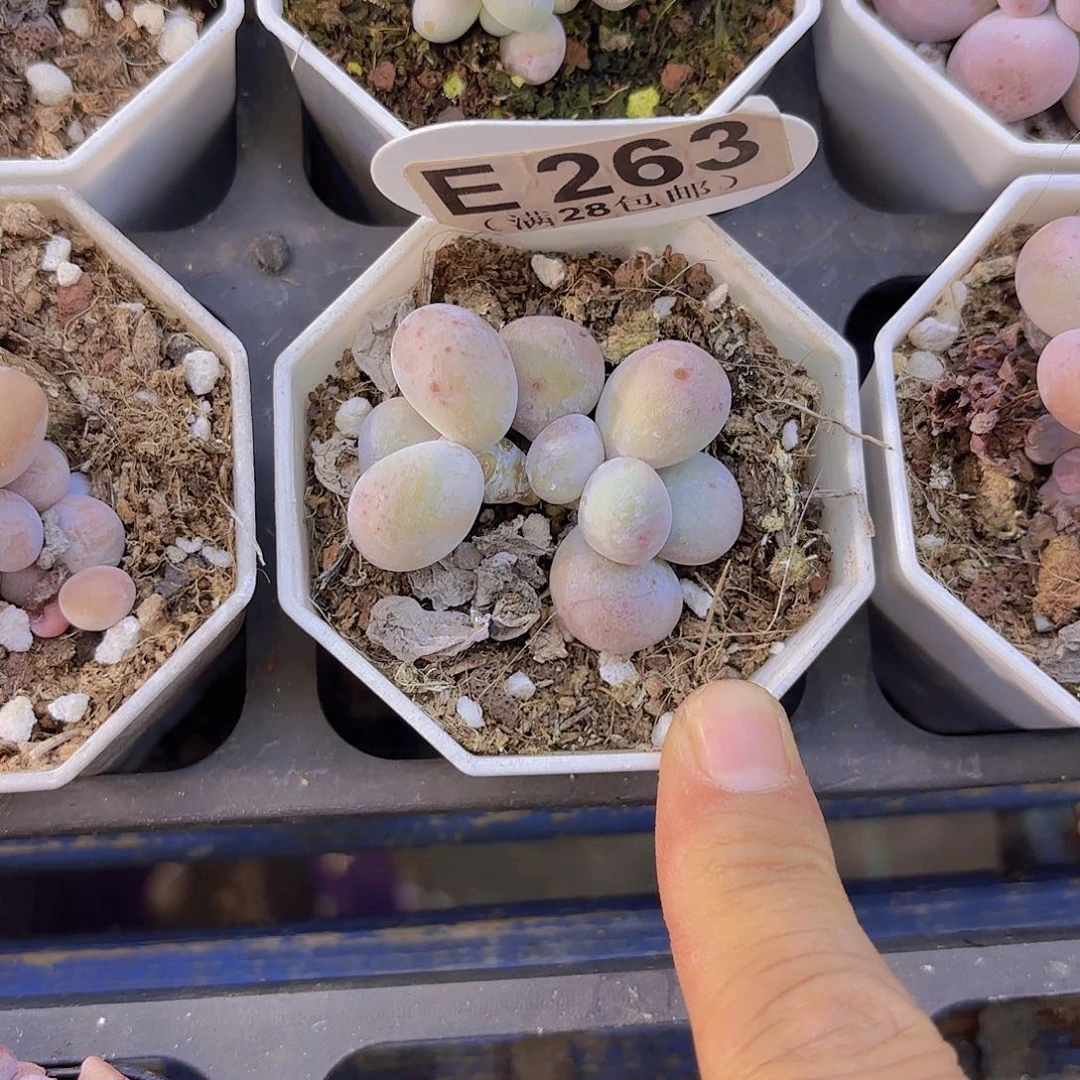 E263奶酪一物一拍