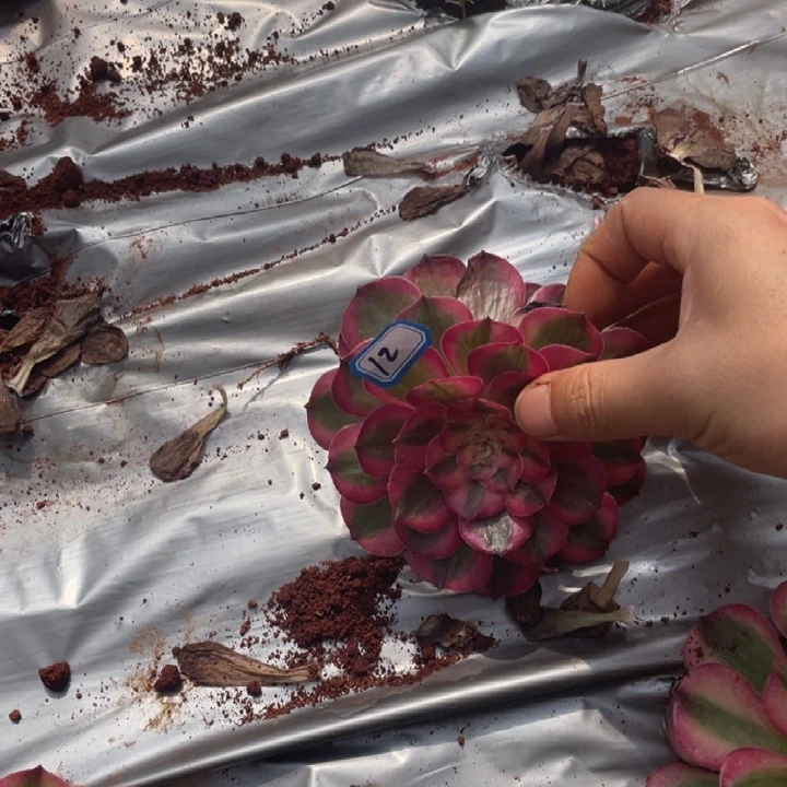 菏***龙12，荔枝单头法师锦锦