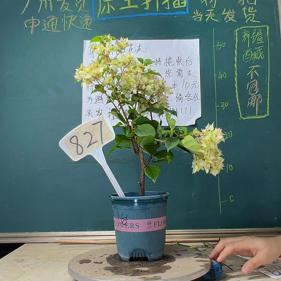 当前无花栽培后可以开花怡锦 827