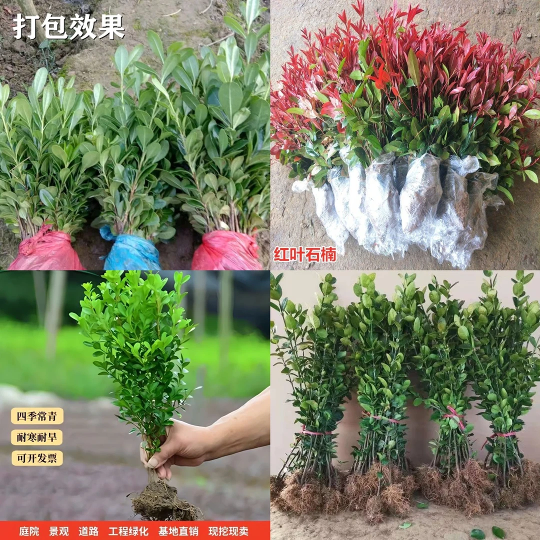 工程绿化苗木小叶瓜子黄杨石楠海桐7庭院篱笆围墙绿化大叶冬青苗