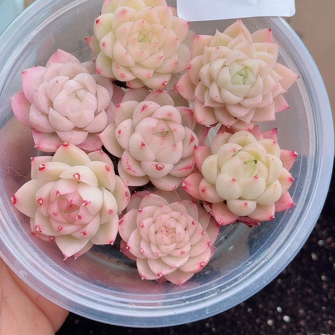 1-528 新疆西藏内蒙不发12.8包邮2-3公分多肉