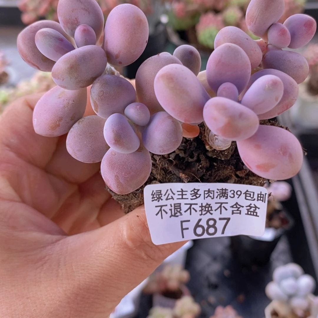 糖果桃蛋6cm687多肉植物