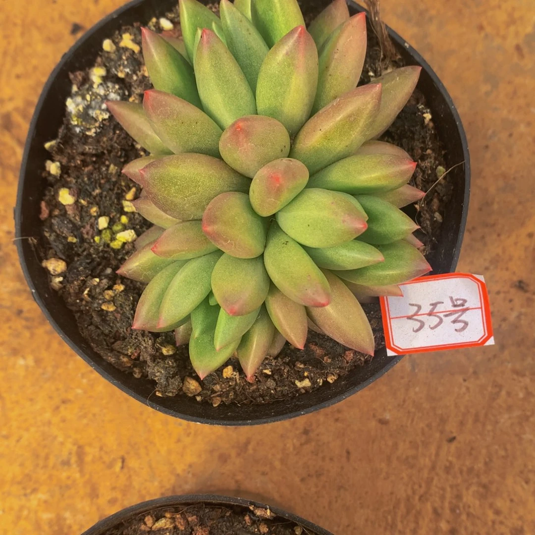 米其林小多肉35号