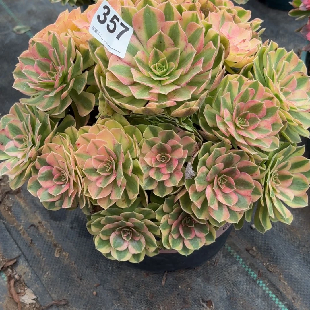 357雨河多肉植物发货