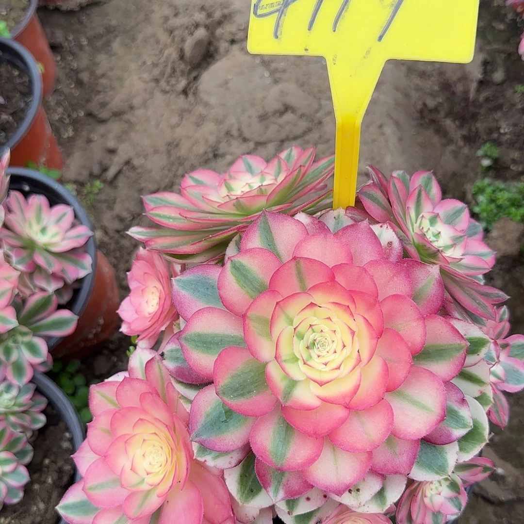 4119---倾城多头多肉