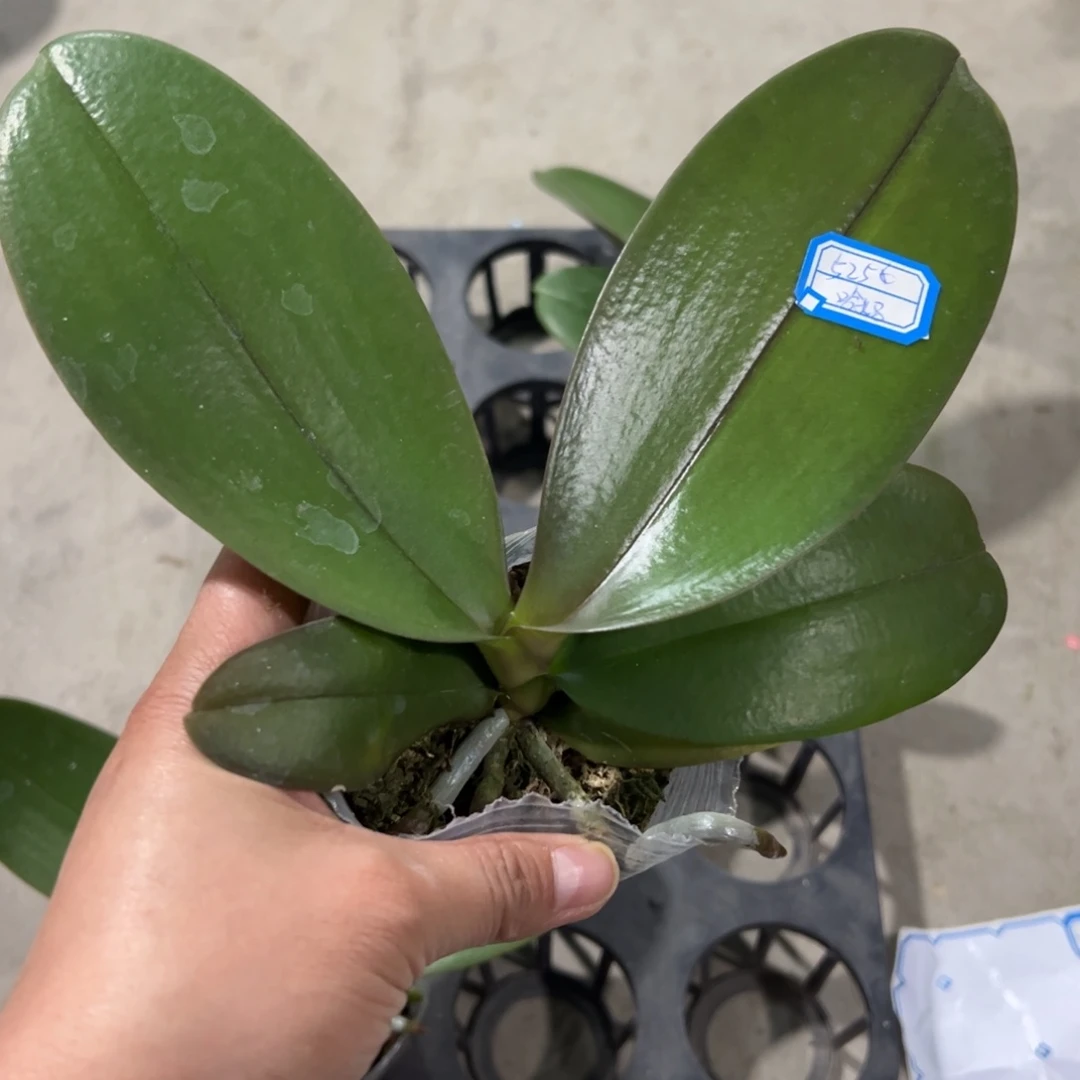 伊***姥当前无花栽培后可以开花5256哈妈