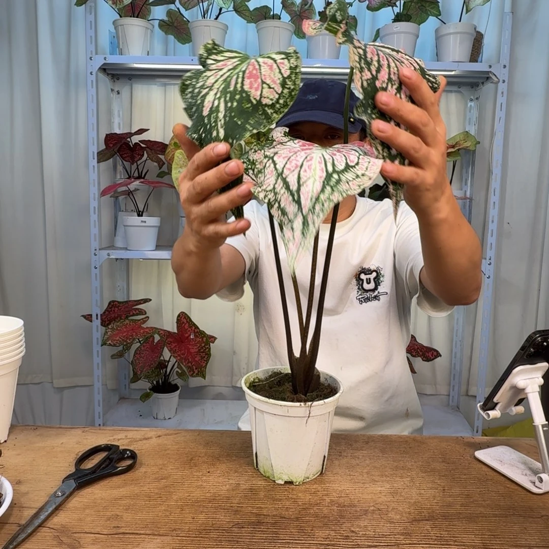 无花朵和声   随机