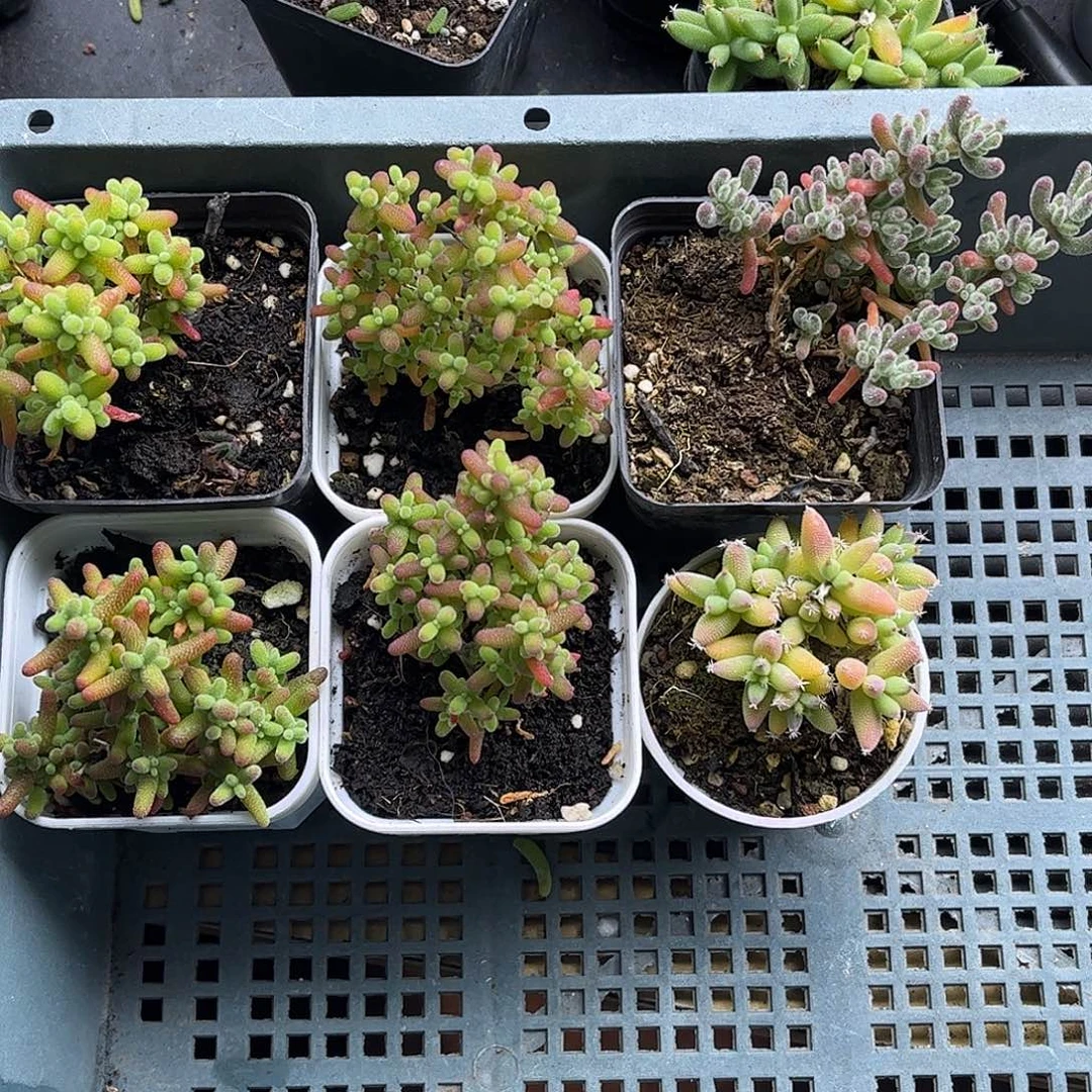 001新手套餐6颗组合