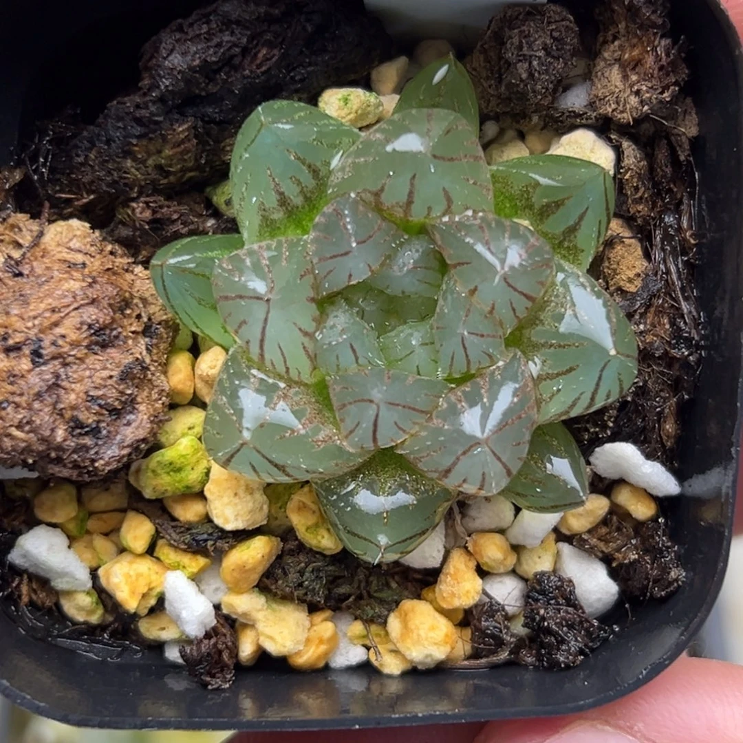 127变异窗  龙爪玉露锦