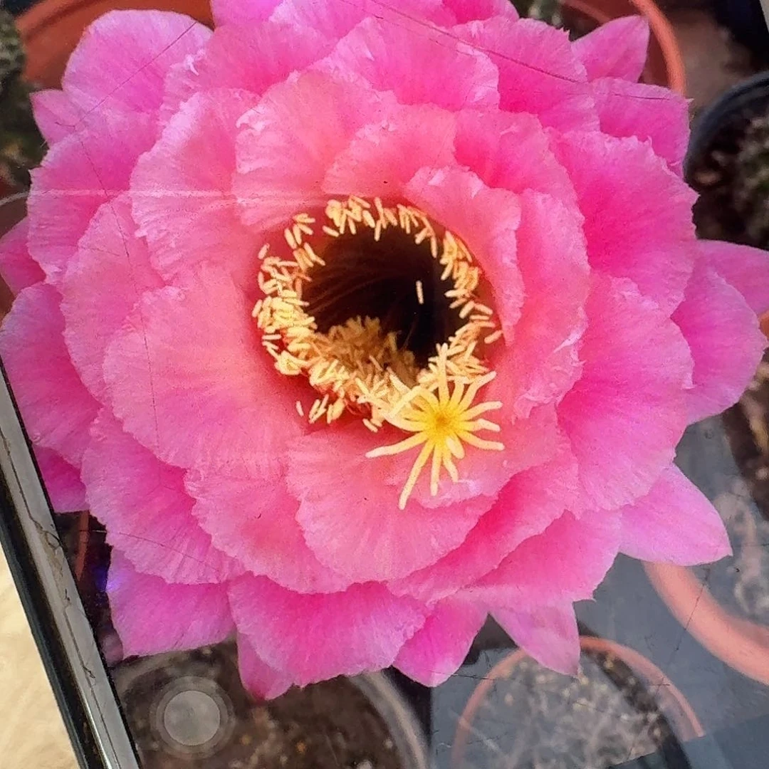 糖果根冠服7公分毛花柱