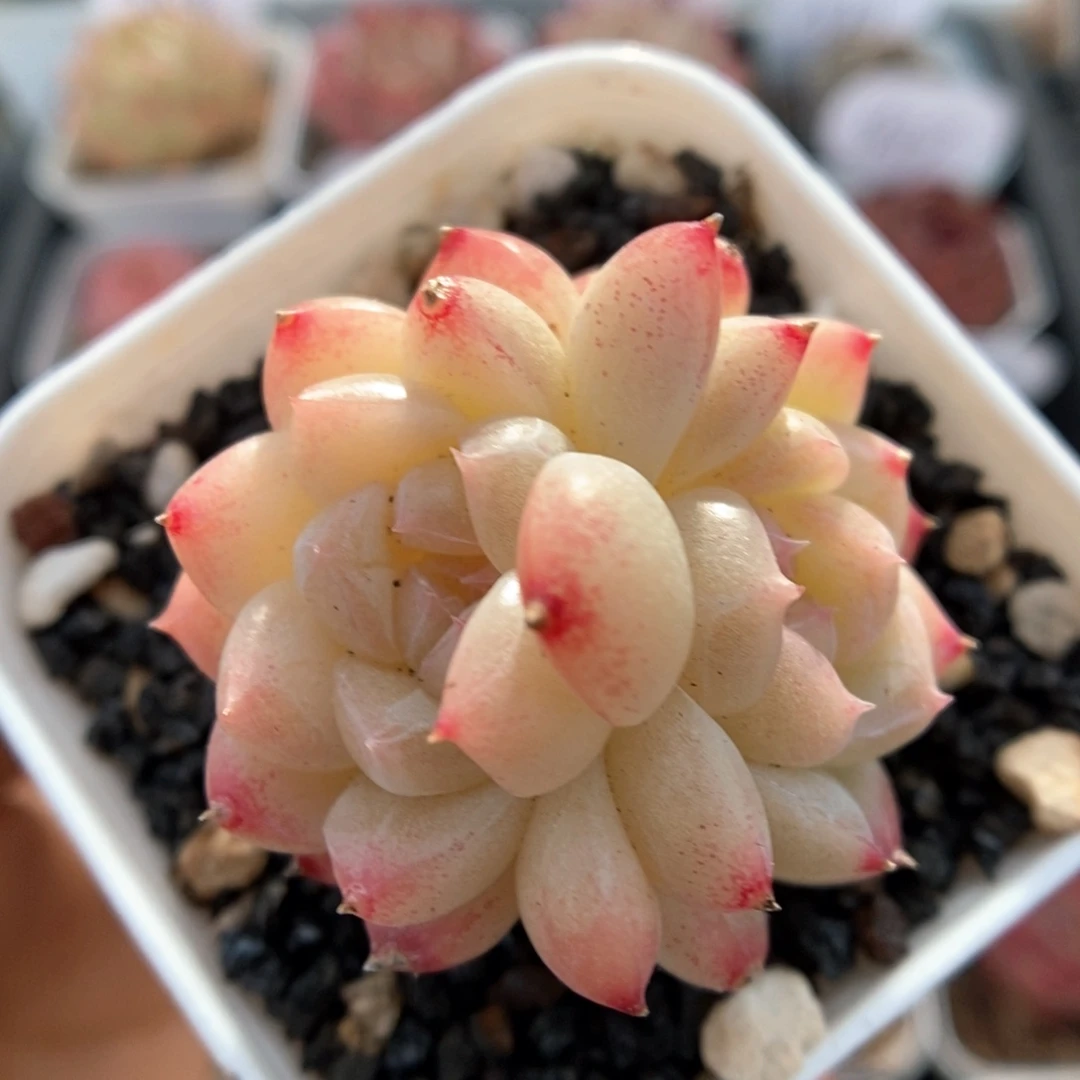 双头糖心珍妮可拍964号。