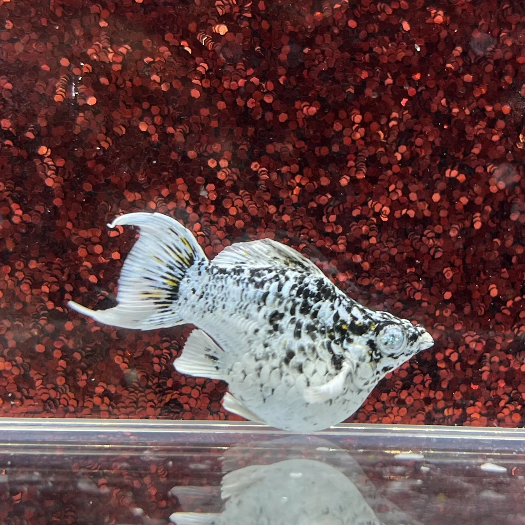 钻石眼奶牛玛丽鱼 钻眼奶牛玛丽球鱼 奶牛小精灵Molly鱼